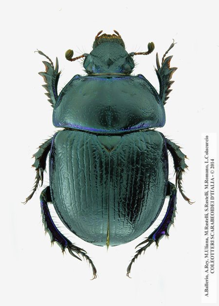 Anoplotrupes stercorosus